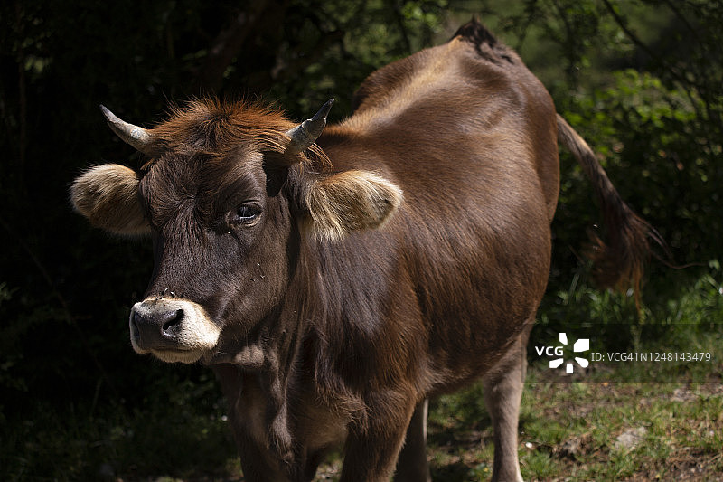 棕色小牛肖像图片素材