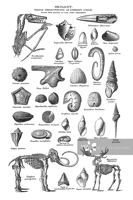 古老版画：地质学 - 从鲕粒岩到第四纪的不同地层化石图片素材