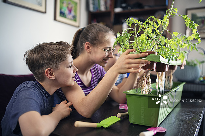 观察家庭水培植物生长的家庭图片素材