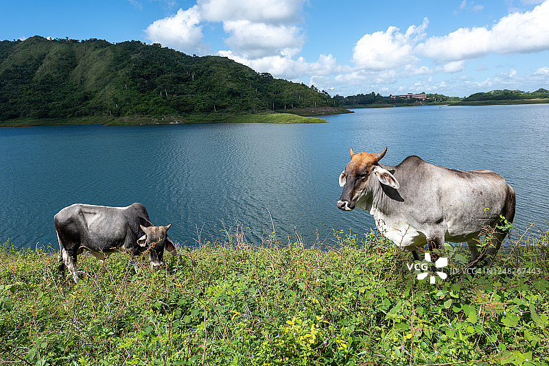 古巴哈纳巴尼拉水坝岸边的牛群图片素材