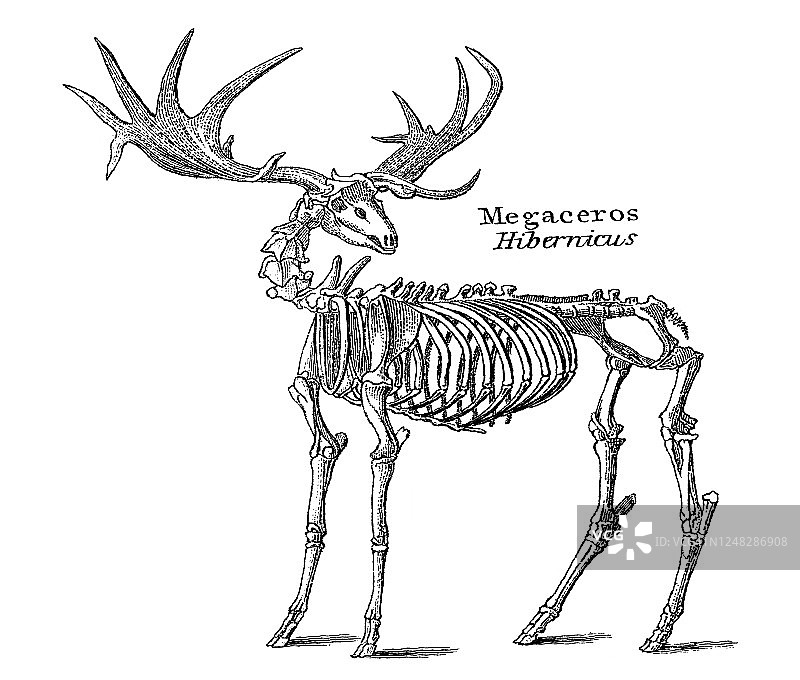 古老版画：地质学 - 从鲕粒岩到第四纪的不同地层化石图片素材
