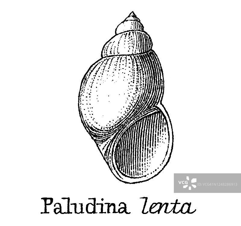 古老版画：地质学 - 从鲕粒岩到第四纪的不同地层化石图片素材