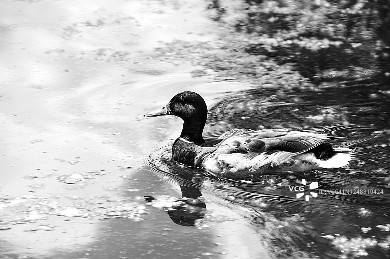 小池塘上的鸭子图片素材