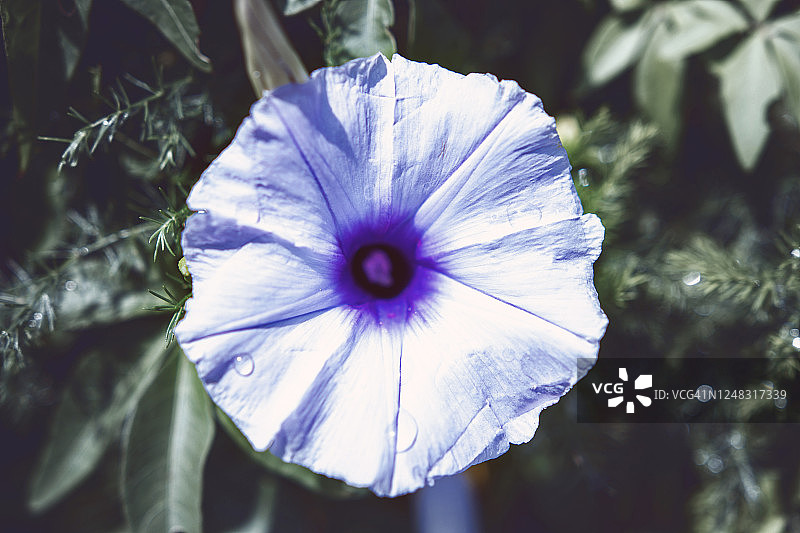 海滩月光花特写图片素材