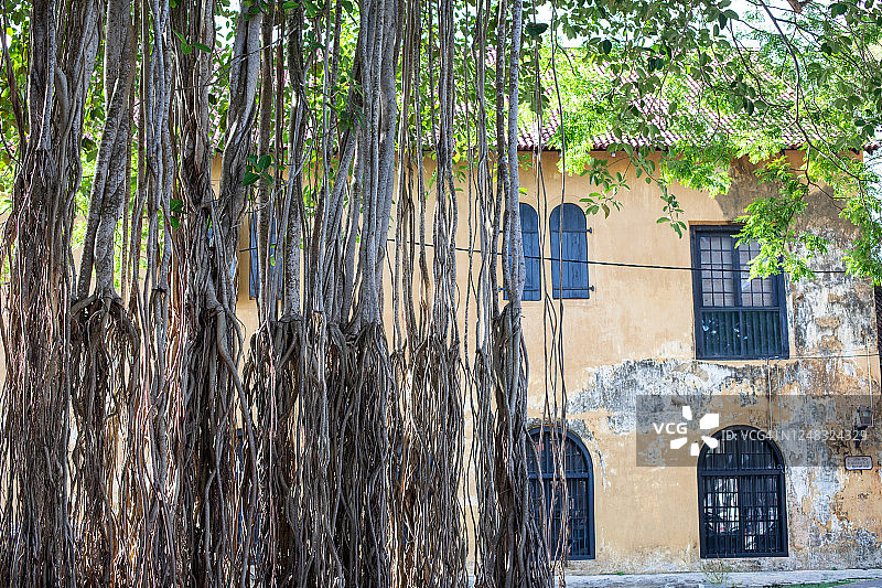 斯里兰卡的葡萄藤与建筑图片素材