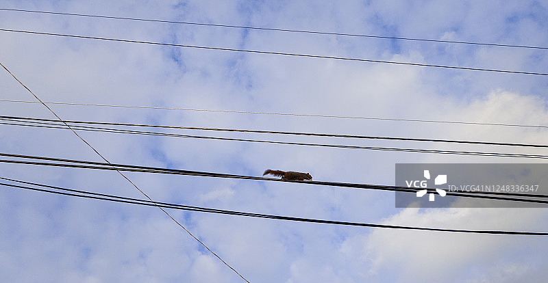 电线上的松鼠图片素材