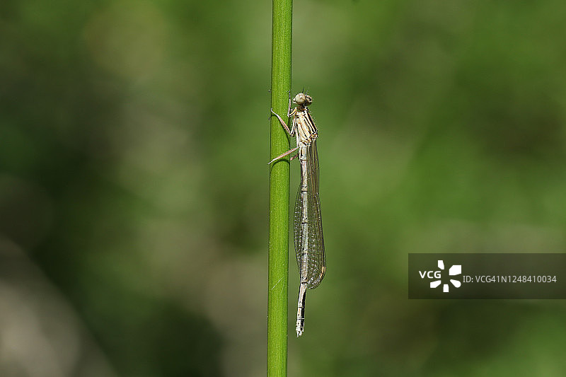 罕见的刚出现的白腿豆娘在春天栖息在草地上图片素材