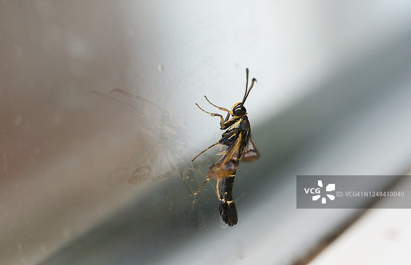 停在窗户上的罕见醋栗透翅蛾，玻璃上显示出它的倒影图片素材