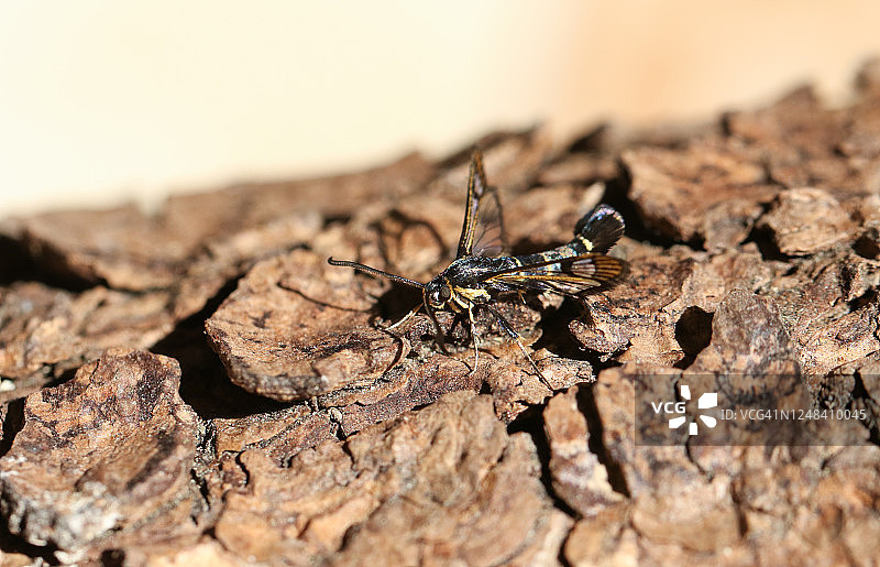 一只美丽的醋栗透翅蛾停在树干上图片素材