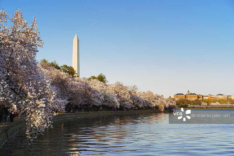 华盛顿纪念碑和樱花图片素材