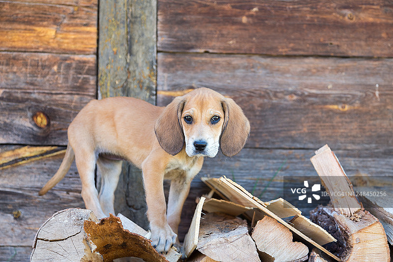 可爱的小寻血猎犬幼崽图片素材