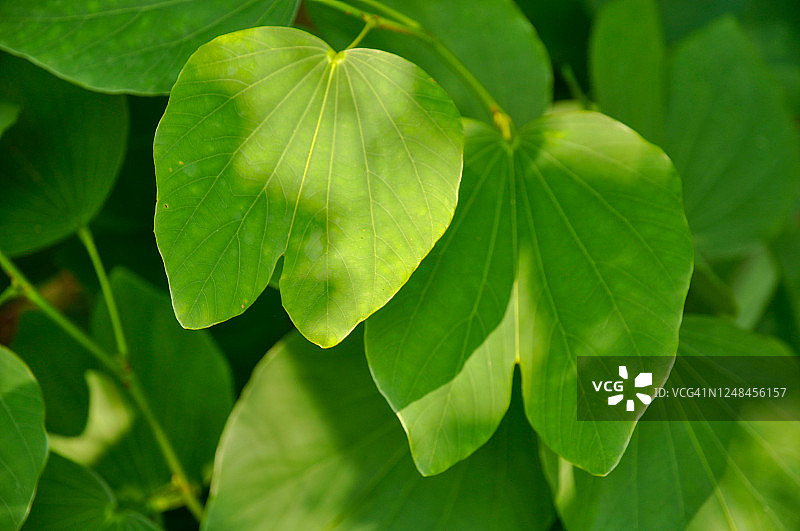 紫荆花绿叶图片素材