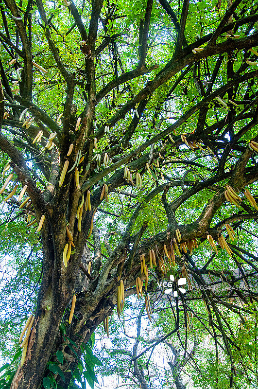 热带绿色辣木图片素材