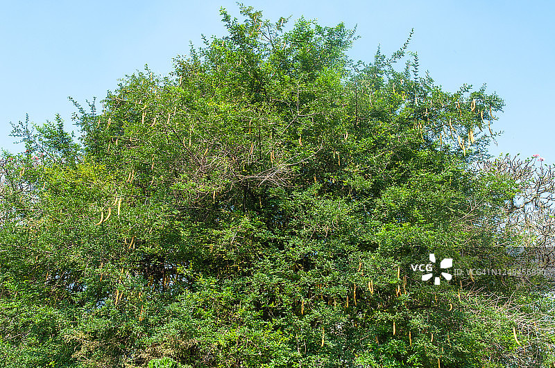 热带绿色辣木图片素材