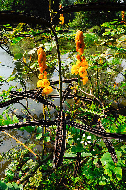 热带黄花和棕色果实：翅荚决明图片素材