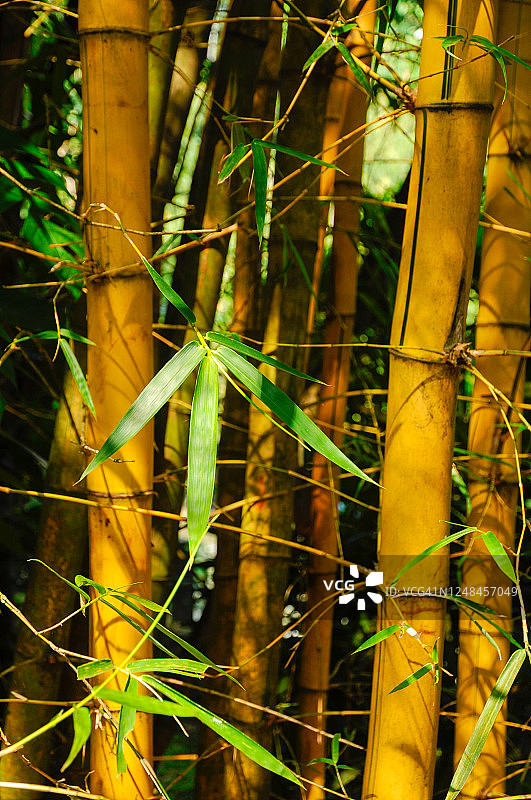 鱼竿竹（Phyllostachys aurea）的黄色树干特写图片素材