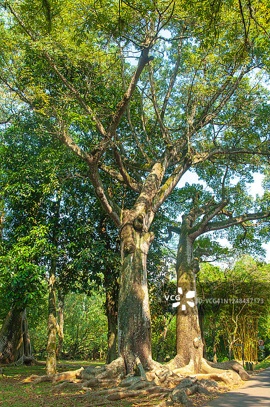 吉贝（木棉）图片素材