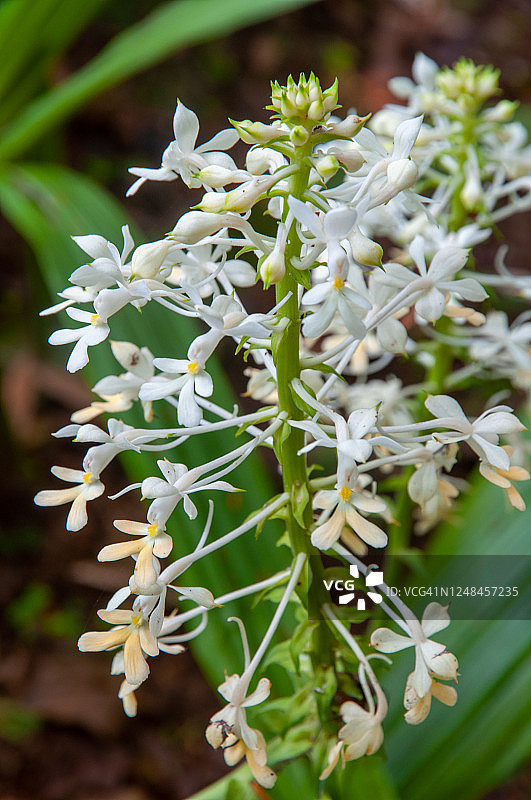 白色热带花卉圣诞兰图片素材
