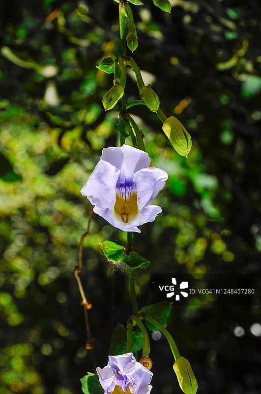 大花老鸦嘴热带花卉图片素材