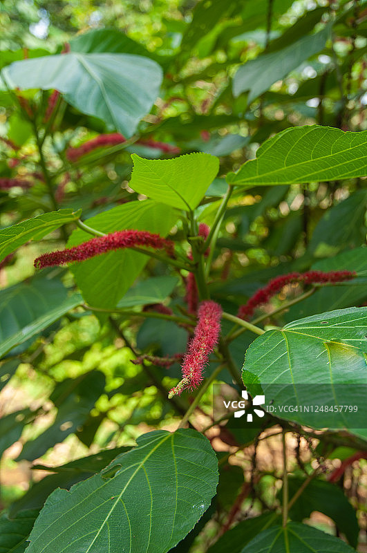 红穗铁苋菜图片素材