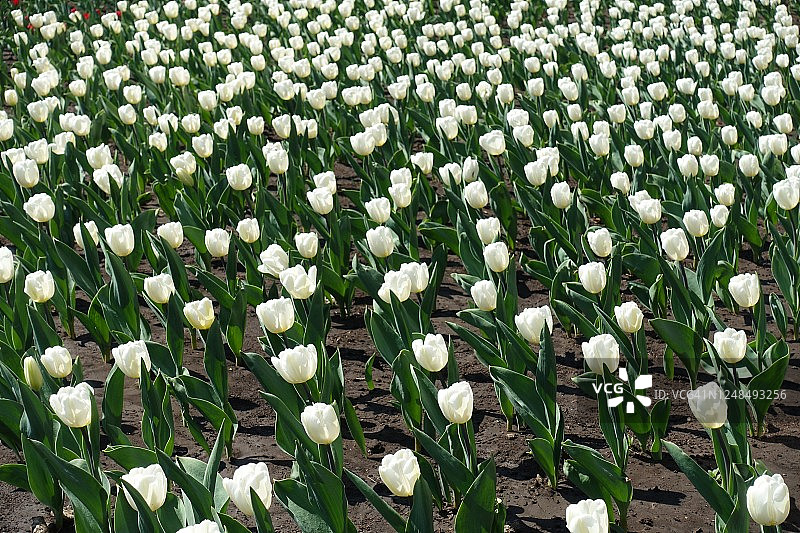 四月里数百朵纯白色郁金香图片素材
