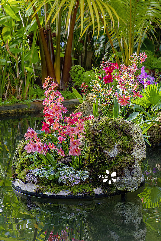 美丽兰花与红色火鹤花特写图片素材