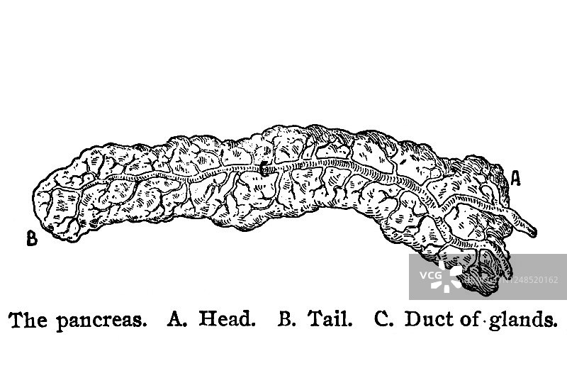 人体胰腺解剖古版画图片素材