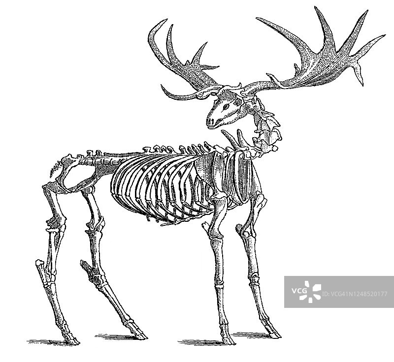 古老版画：地质学 - 从鲕粒岩到第四纪的不同地层化石图片素材