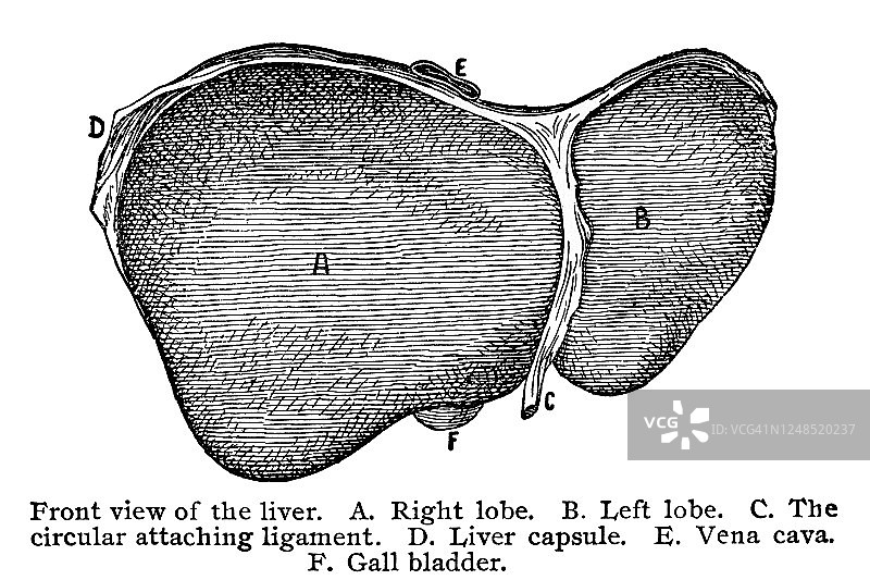 人体肝脏古版画插图图片素材