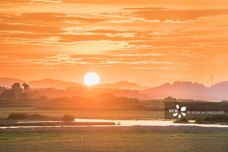 全景自然景观的绿色田野与水稻图片素材