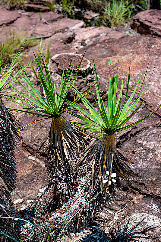 鳞茎树图片素材