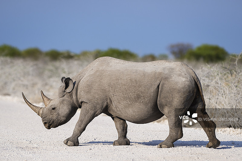 纳米比亚埃托沙国家公园的黑犀牛图片素材
