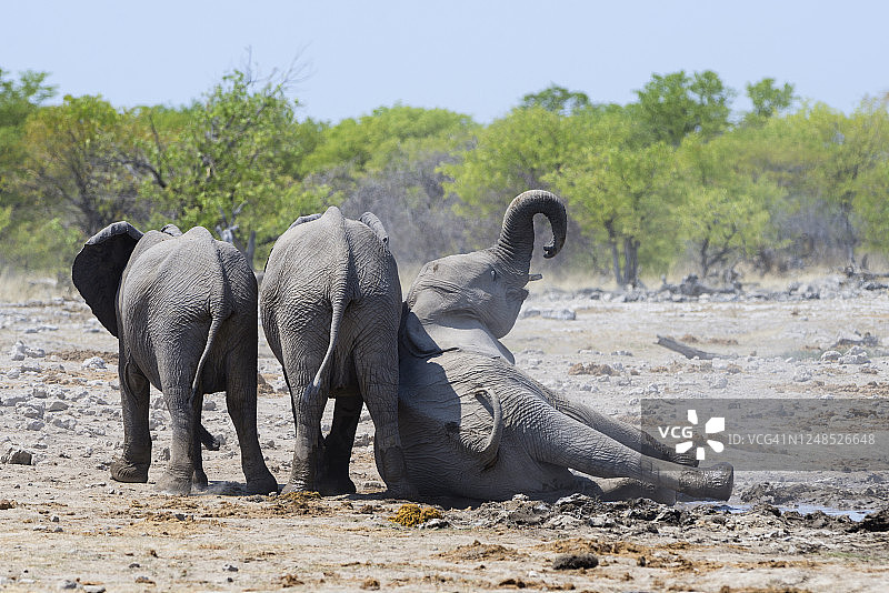 纳米比亚埃托沙国家公园里嬉戏的小象图片素材