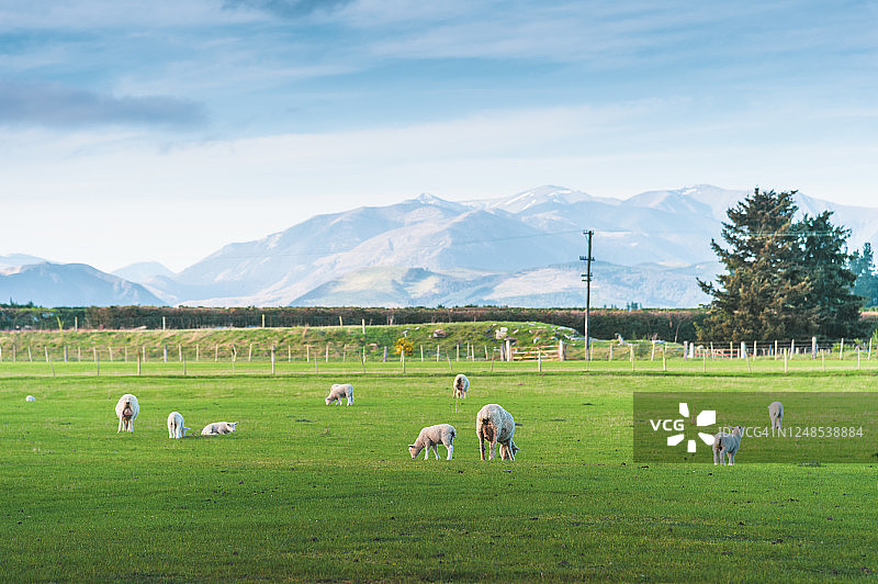 新西兰南岛的白色绵羊群，以自然景观为背景图片素材