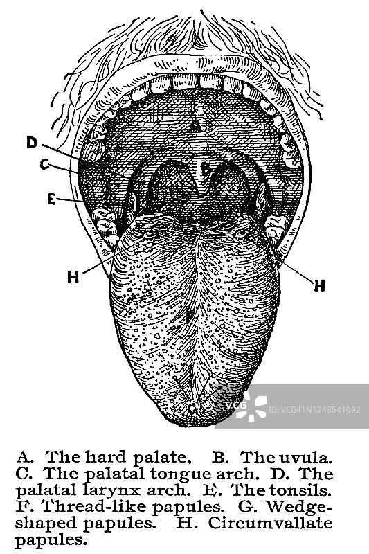 口腔内部的古老雕刻插图图片素材