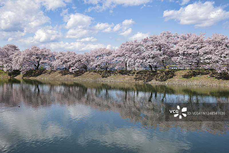 池塘中倒映的樱花图片素材