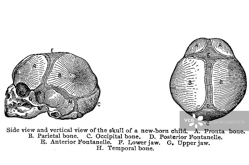 新生儿头骨侧面和垂直视图古版画插图图片素材