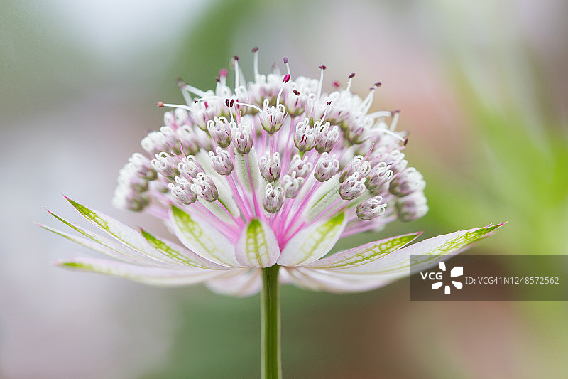 星芹花图片素材