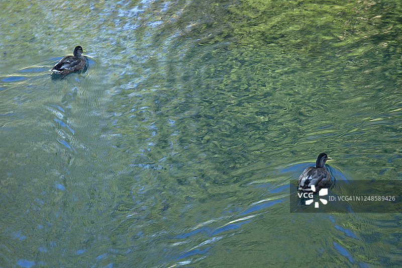 两只鸭子在特拉基河上游泳图片素材