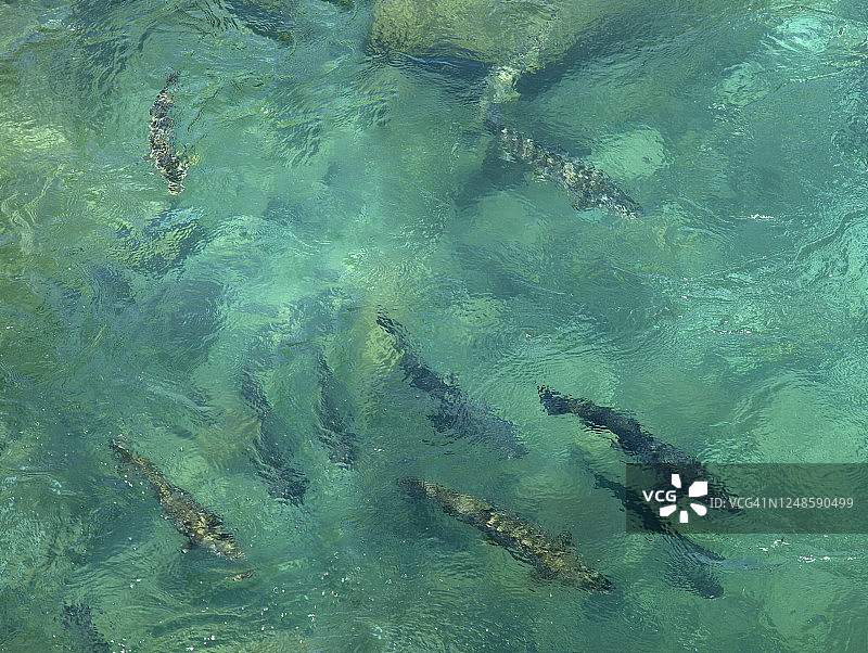 特拉基河清澈河水中的鱼群图片素材