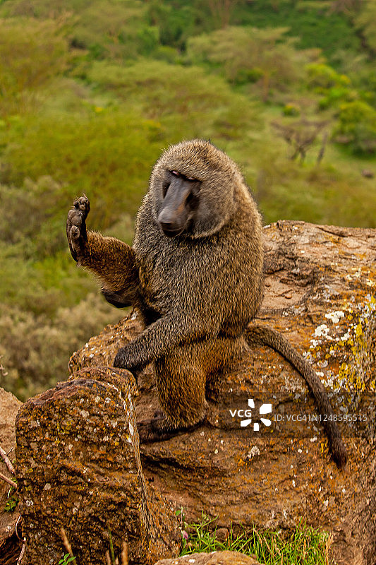 黄狒狒坐在岩石上抬腿的竖版照片图片素材