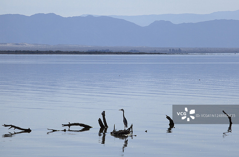 站在索尔顿海淹没的树上的大蓝鹭；对岸是山脉和天空图片素材