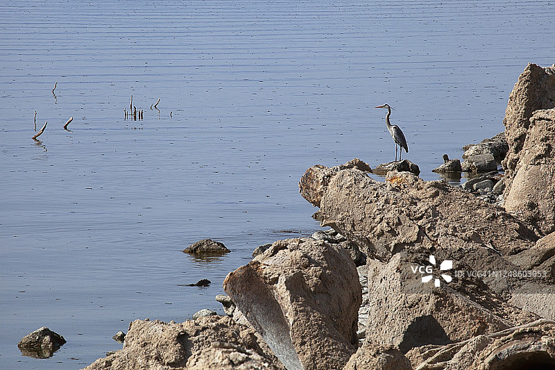 站在索尔顿海岸边巨石上的苍鹭图片素材