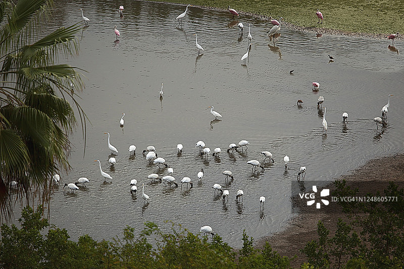 水鸟群像：白鹭与火烈鸟嬉戏池塘图片素材