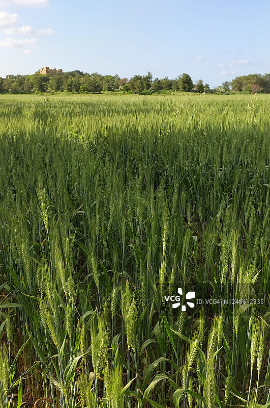 埃梅克-赫弗地区麦田的竖版景观，背景是卡昆的中世纪十字军/马穆鲁克堡垒图片素材
