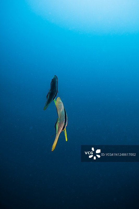 蓝水中圆眼燕鱼图片素材