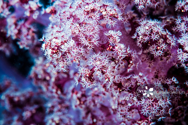 软珊瑚图片素材