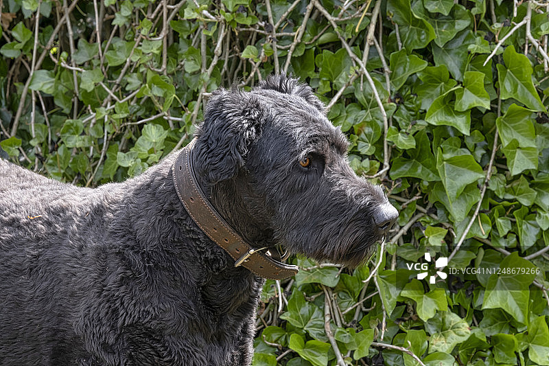 绿色自然背景下的橙眼布维耶犬肖像图片素材