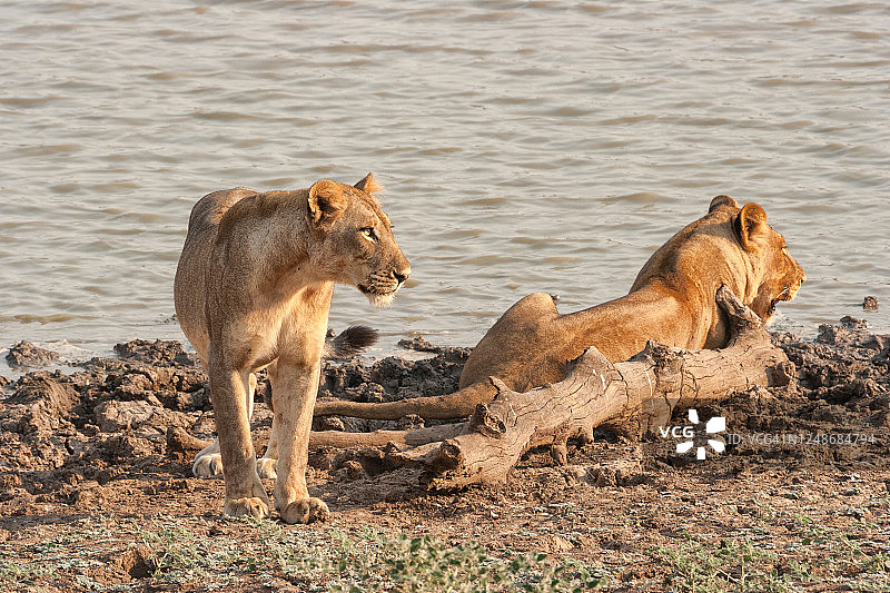 一对幼狮图片素材