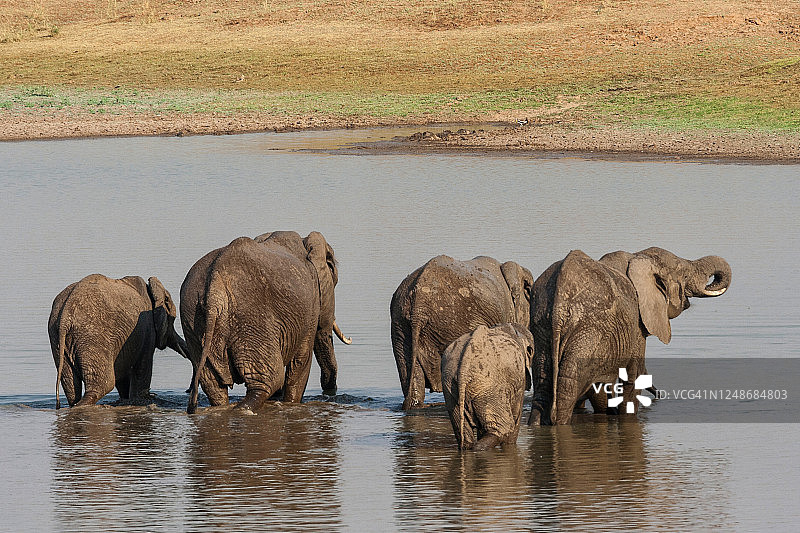 河里的大象家族图片素材